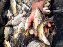 Продам малька товстолоба, коропа, амура, сома