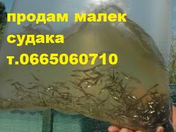 Продам мальок (зарибок) БІЛОГО ТОВСТОЛОБА, КАРАСЯ, СУДАКА  