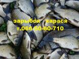 Продам мальок (зарибок) БІЛОГО ТОВСТОЛОБА, КАРАСЯ, СУДАКА   - фото 3