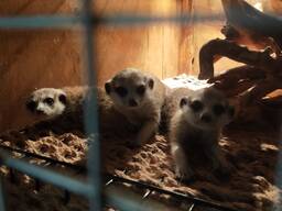 Сурикат домашний ручной Доставка