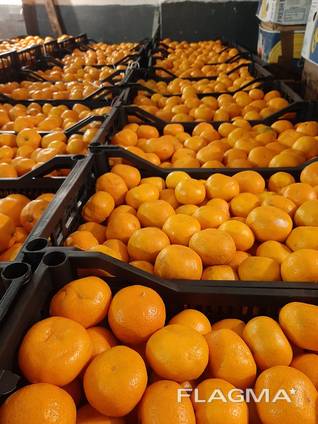 Продам мандарины из Абхазии