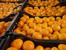Продам мандарины из Абхазии
