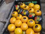 Продам мандарины оптом - фото 2
