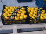 Продам мандарины оптом - фото 3