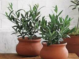 Продам Маслину в горшках, комнатное растение