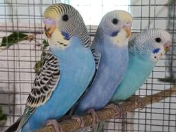 Продам молодь хвилястих папуг