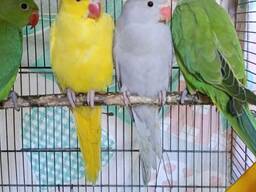 Продам молодь папуги Крамера