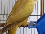 Продам молодь папуги Крамера - фото 1