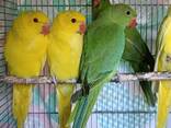 Продам молодь папуги Крамера - фото 2