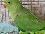Продам молодь папуги Крамера - фото 3
