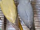 Продам самців молодих папуги Крамера - фото 3