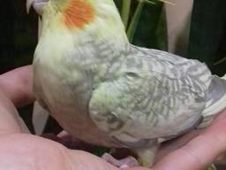 Продам молоденьких корелл (попугаи)