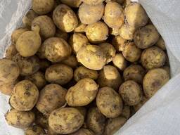 Продам молоду картоплю