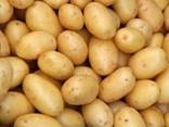 Продам молодую картошку, товарный картофель - фото 1
