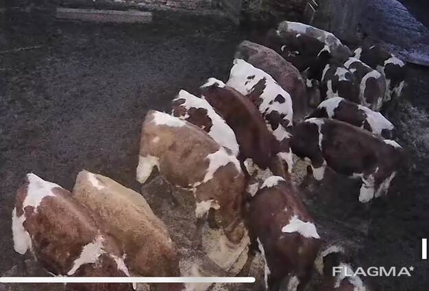 Продам молодих бичків