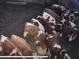 Продам молодих бичків