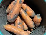Продам морковь - фото 1