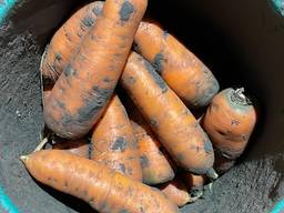 Продам морковь