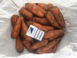 Продам морковь Абако 1 сорт (нал, безнал) доставка