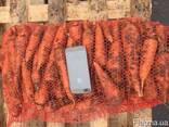 Продам морковь Канада 1сорт (нал/безнал) доставка