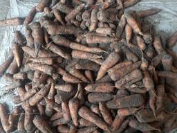 Продам Морковь Казахстанская возможно доставка