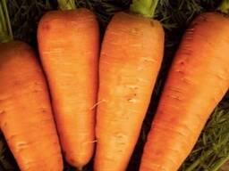 Продам морковь оптом Казахстан