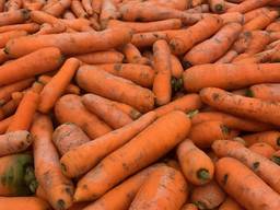 Продам Морковку митую класа В, есть об"ми и какество