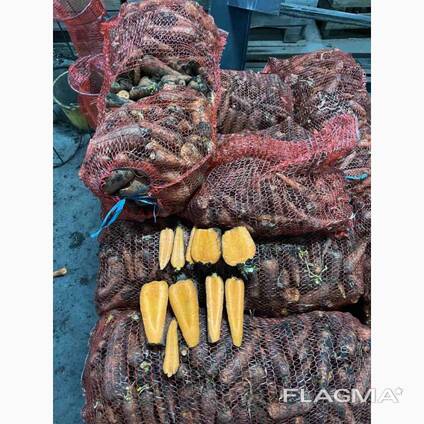 Продам моркву 2 сорту, підходить на переробку
