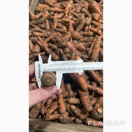 Продам моркву другого сорту, від 5 тон