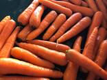 Продам Моркву, Морковь , Морква - фото 6