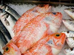 Продам морозильну камеру для риби