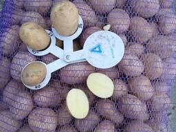 Продам насіневу картоплю, сорт Арізона від 5 т. , 1.2.3 репродукція