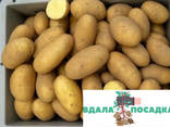 Продам насіннєву картоплю Гранада - фото 1
