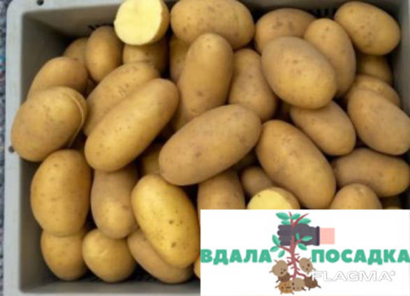 Продам насіннєву картоплю Гранада