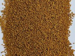 Продам насіння, гірчиця жовта яра (сарептська), сорт- Пріма.