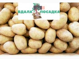 Продам насіння картоплі Рів'єра