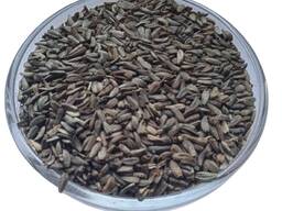 Продам насіння Лопуха