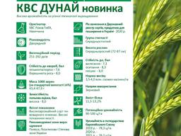 Продам насіння озимого Ячменю сорт КВС Дунай