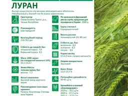 Продам насіння озимого Ячменю сорт ЛУРАН