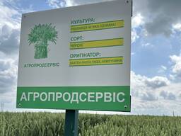 Продам насіння озимої Пшениці сорт Чірон