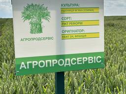 Продам насіння озимої Пшениці сорт РЖТ Реформ