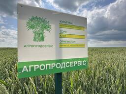 Продам насіння озимої Пшениці сорт Юлія