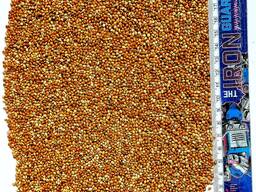 Продам насіння проса червоного сорт Lotos