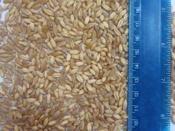 Продам насіння пшениці твердої озимої