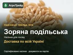 Продам насіння твердої ярої пшениці Зоряна подільська