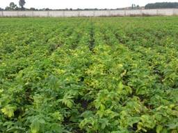 Продам насіння валеріани лікарської