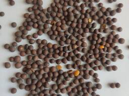 Продам насіння віки ярої