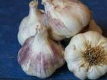 Продам насіння часнику сорта Любаша воздушка - фото 2
