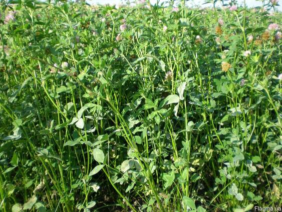 Продам насіння конюшини власного виробництва
