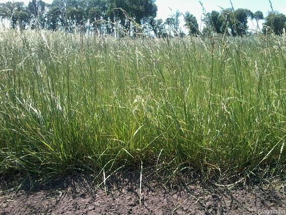 Продам насіння костриці червоної власного виробництва